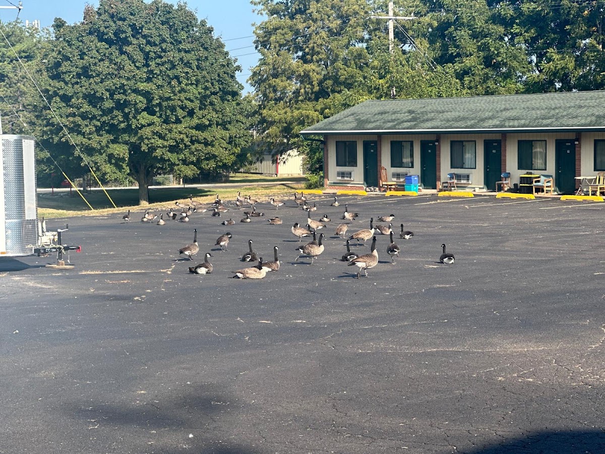 Mineral Springs Motel photo 3