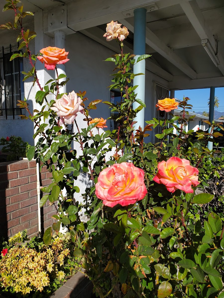 El Rey Motel photo 2