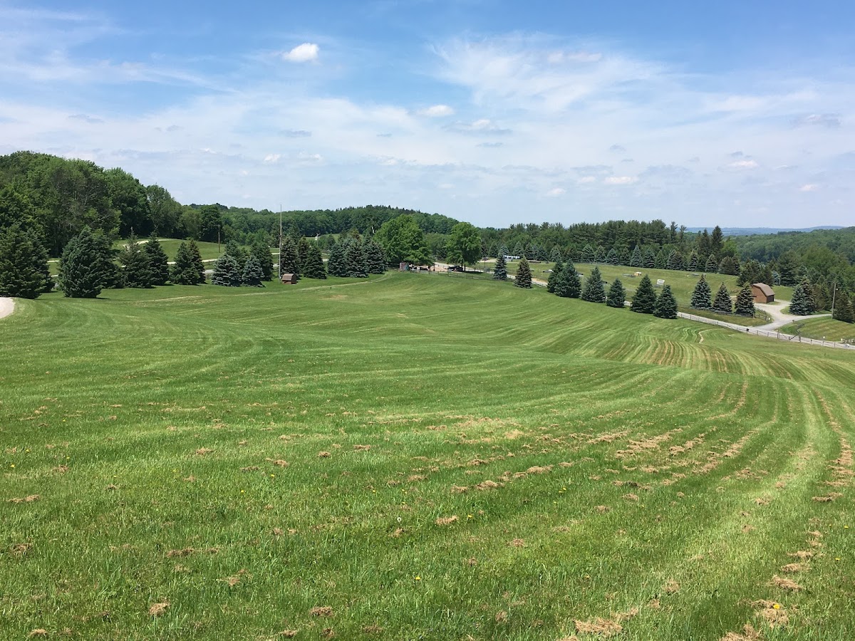 Bethel woods