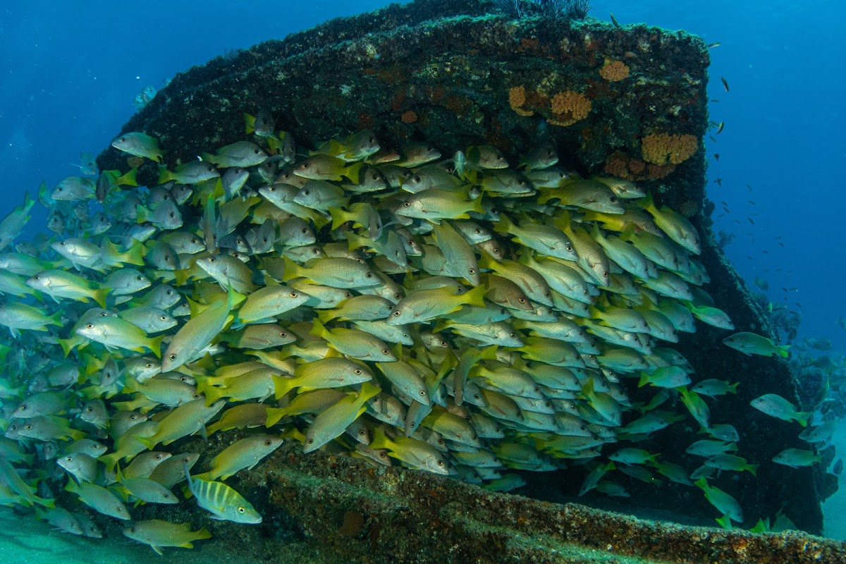 Costa Coral Cabo Pulmo photo 3