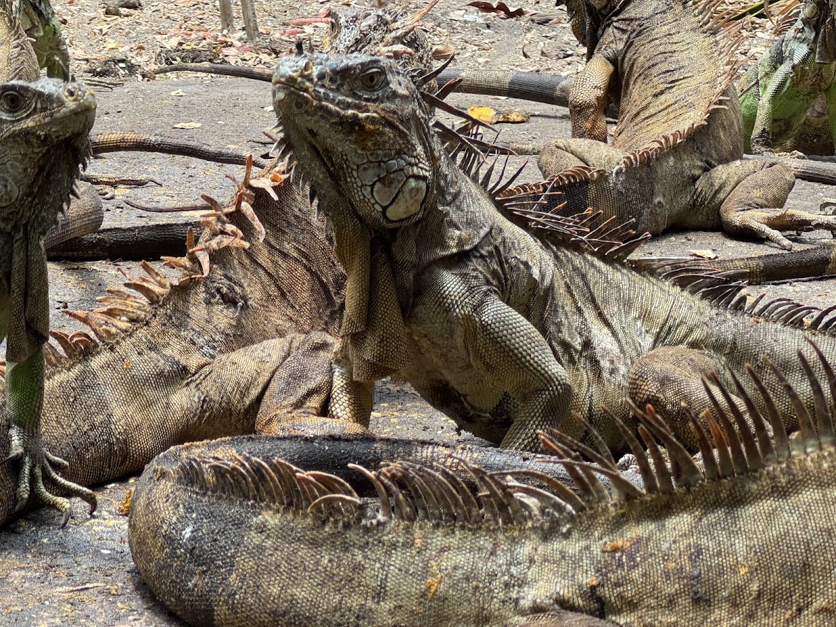 Iguanario Archundia