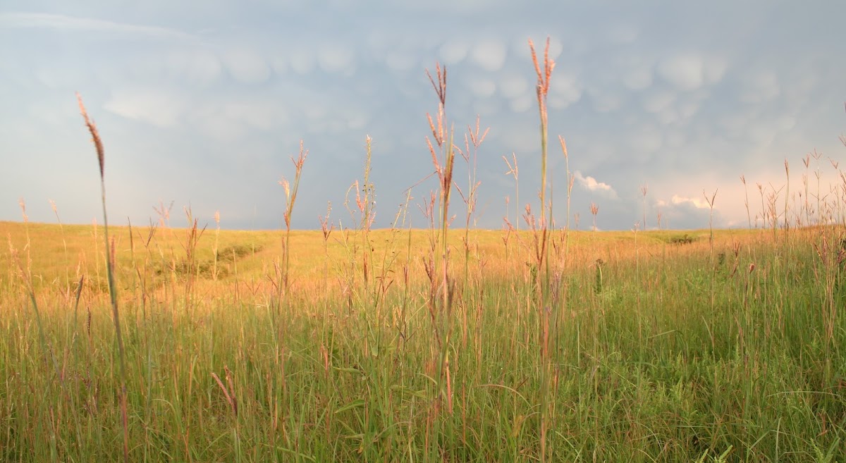 Spring Creek Prairie Audubon Center