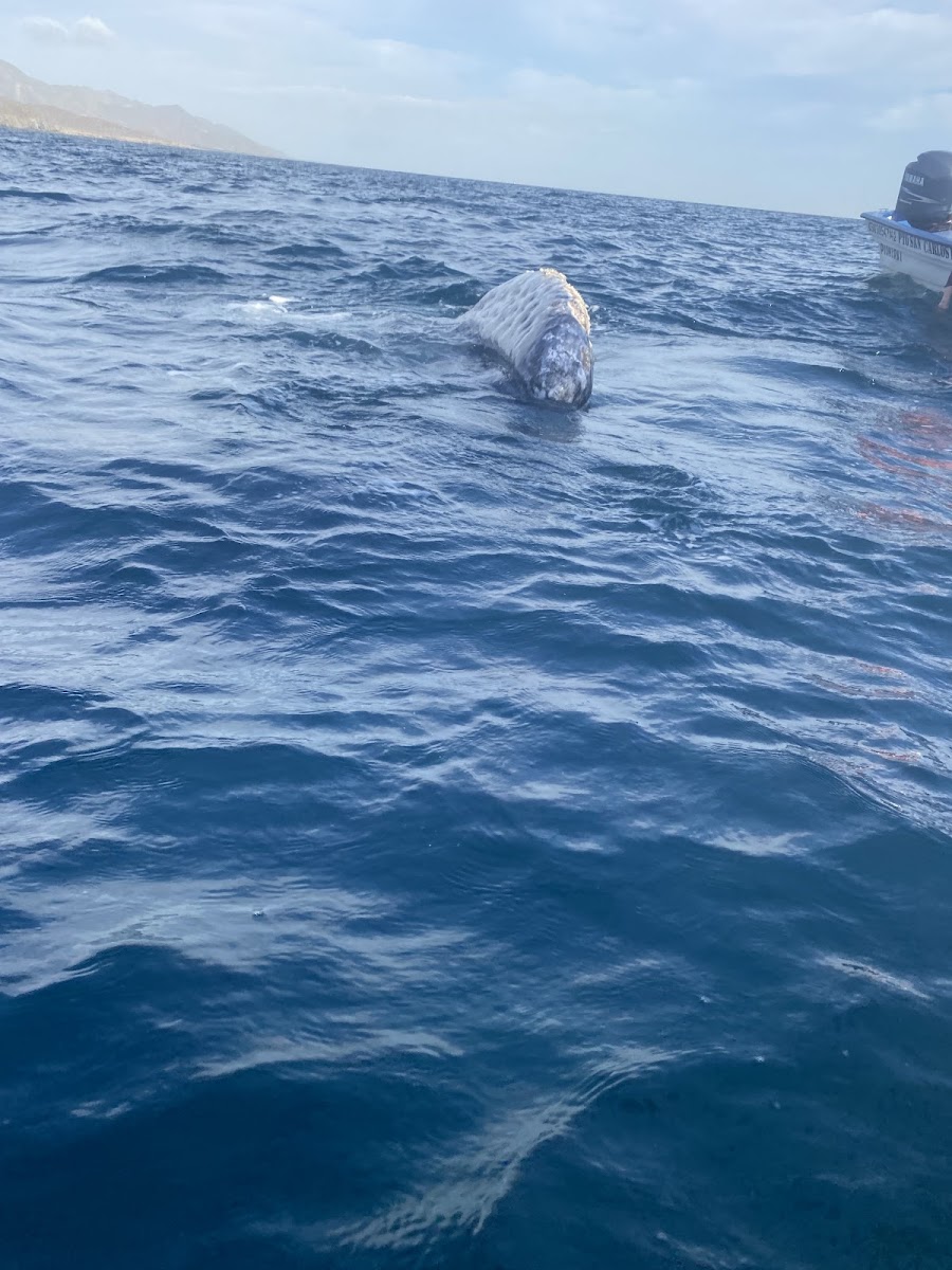 Magdalena Bay Sport & Adventures photo 2
