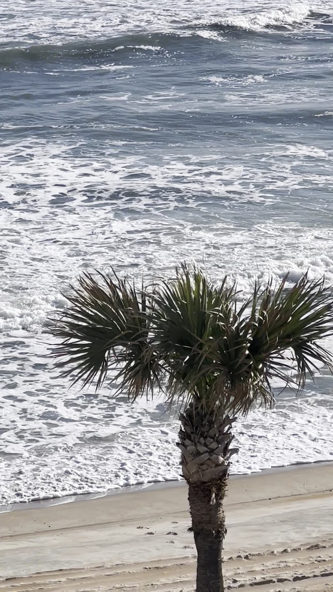 Hilton Vacation Club The Cove on Ormond Beach photo 2