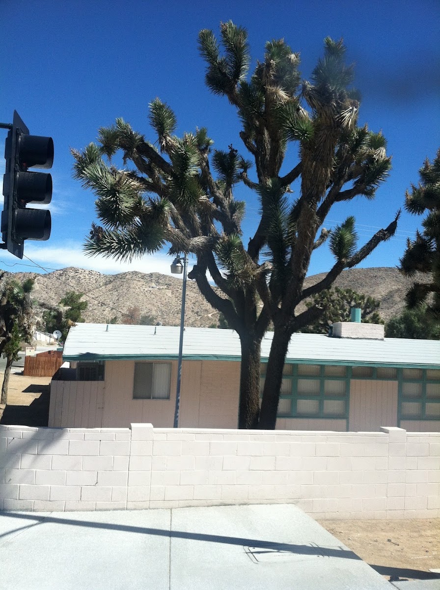 Desert Sky Motel and RV campground photo 2