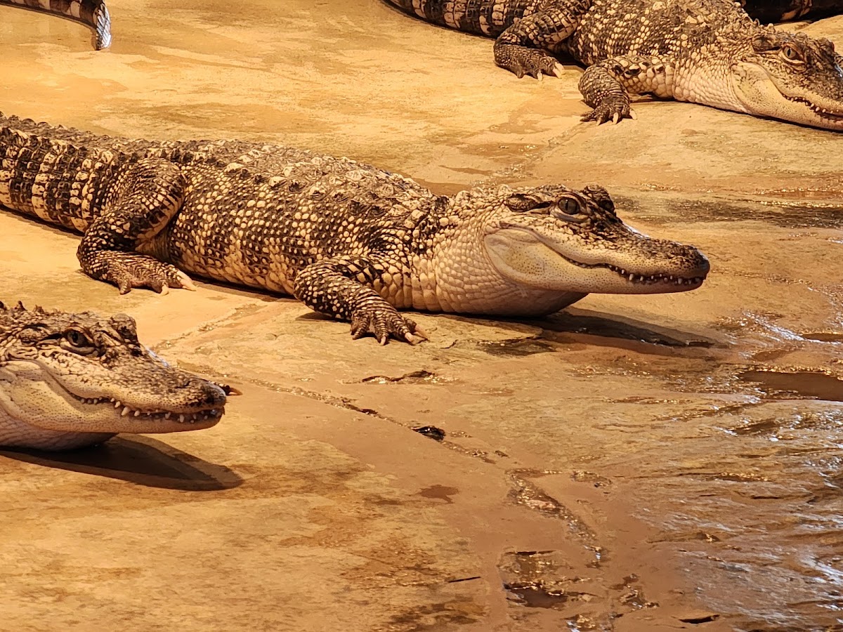 Reptile Lagoon