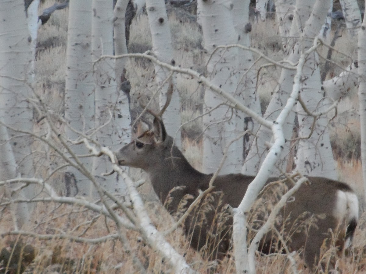 Fish Lake Lodge photo 3