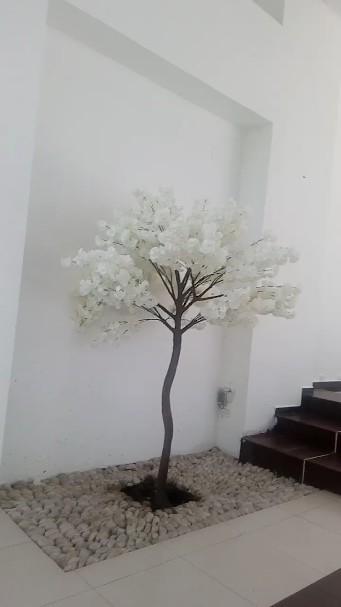 Rancho Macloy photo 2