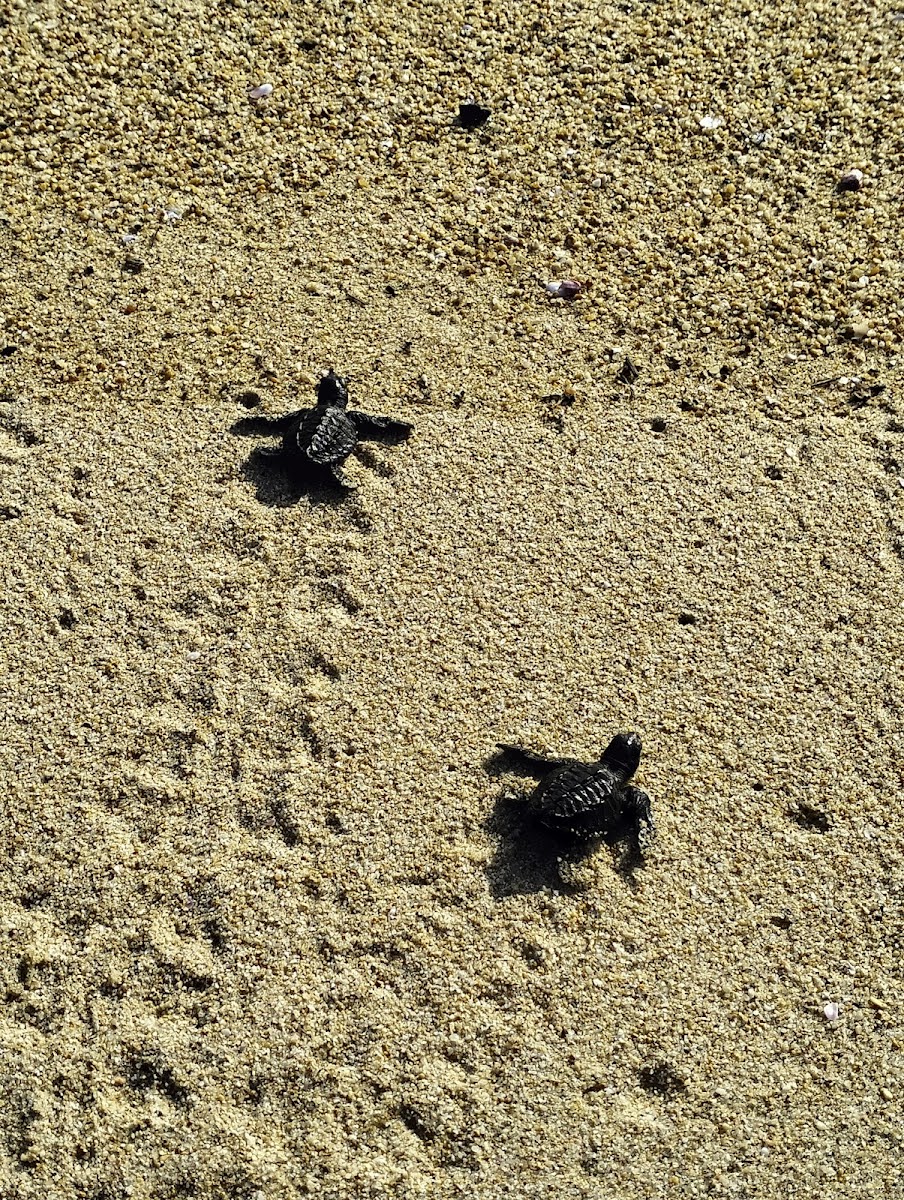 Campamento tortuguero Los Quelonios