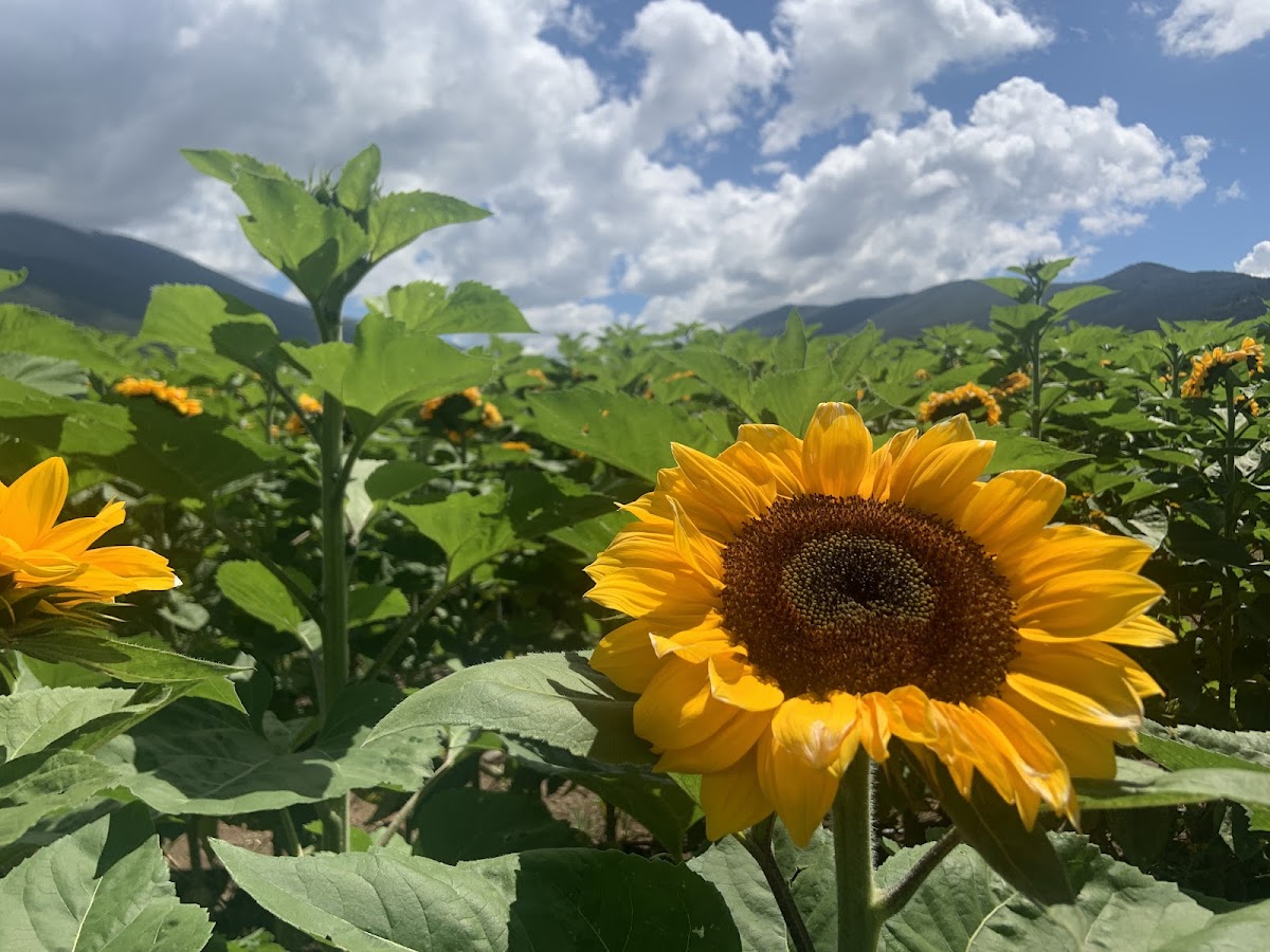 Huerta De Girasoles