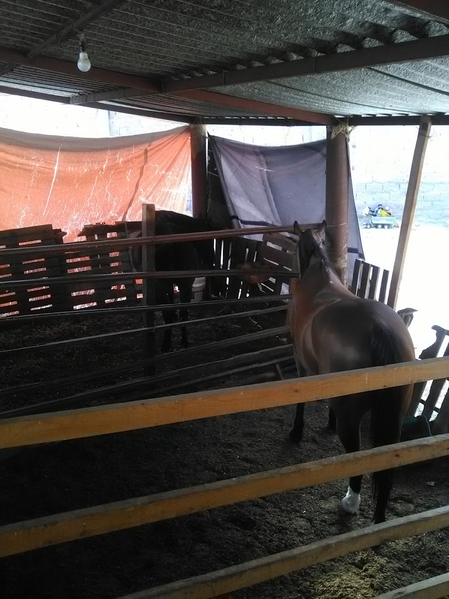 Hotel Meson de los Pinos photo 3