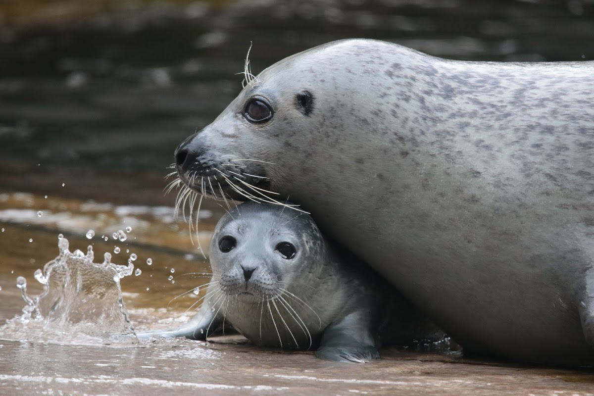 Saarbrücken Zoo