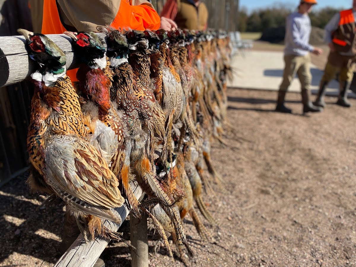 A1 Al's Pheasant Ranch photo 3