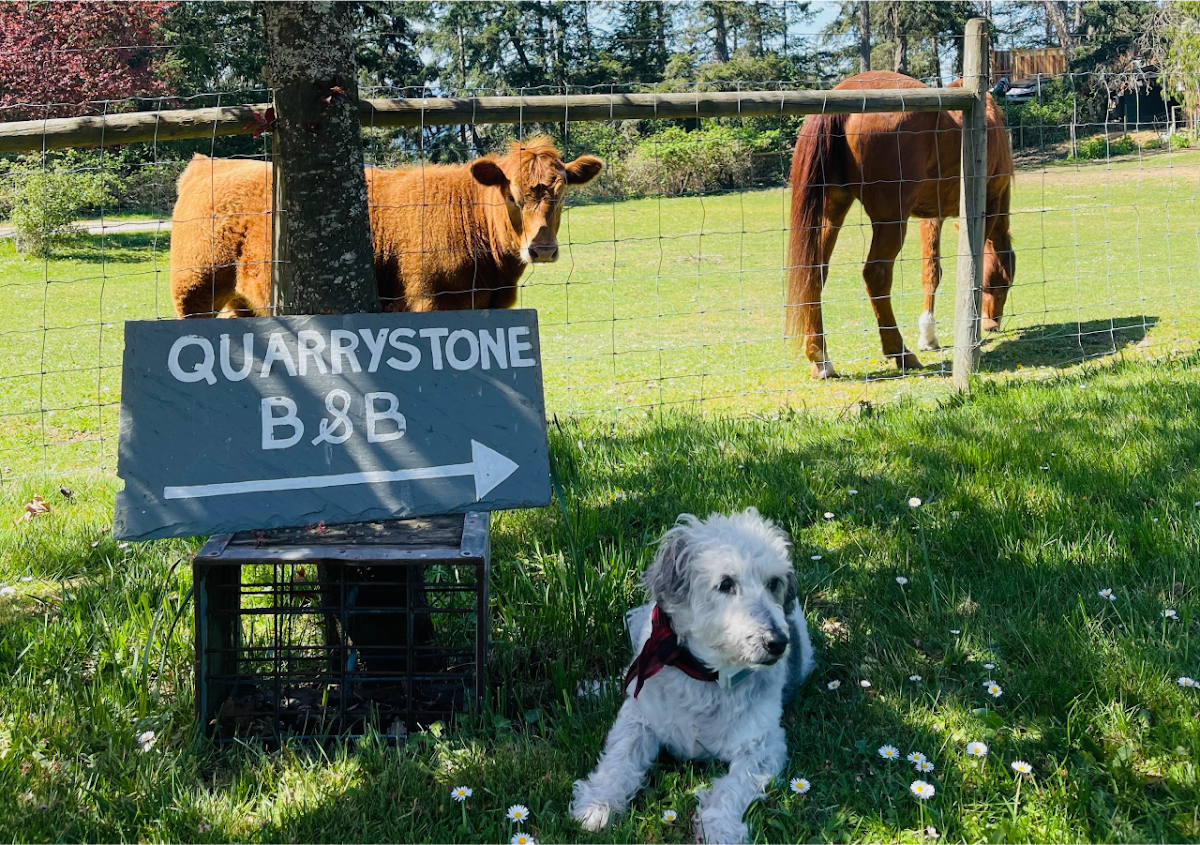 Quarrystone House Bed and Breakfast photo 3