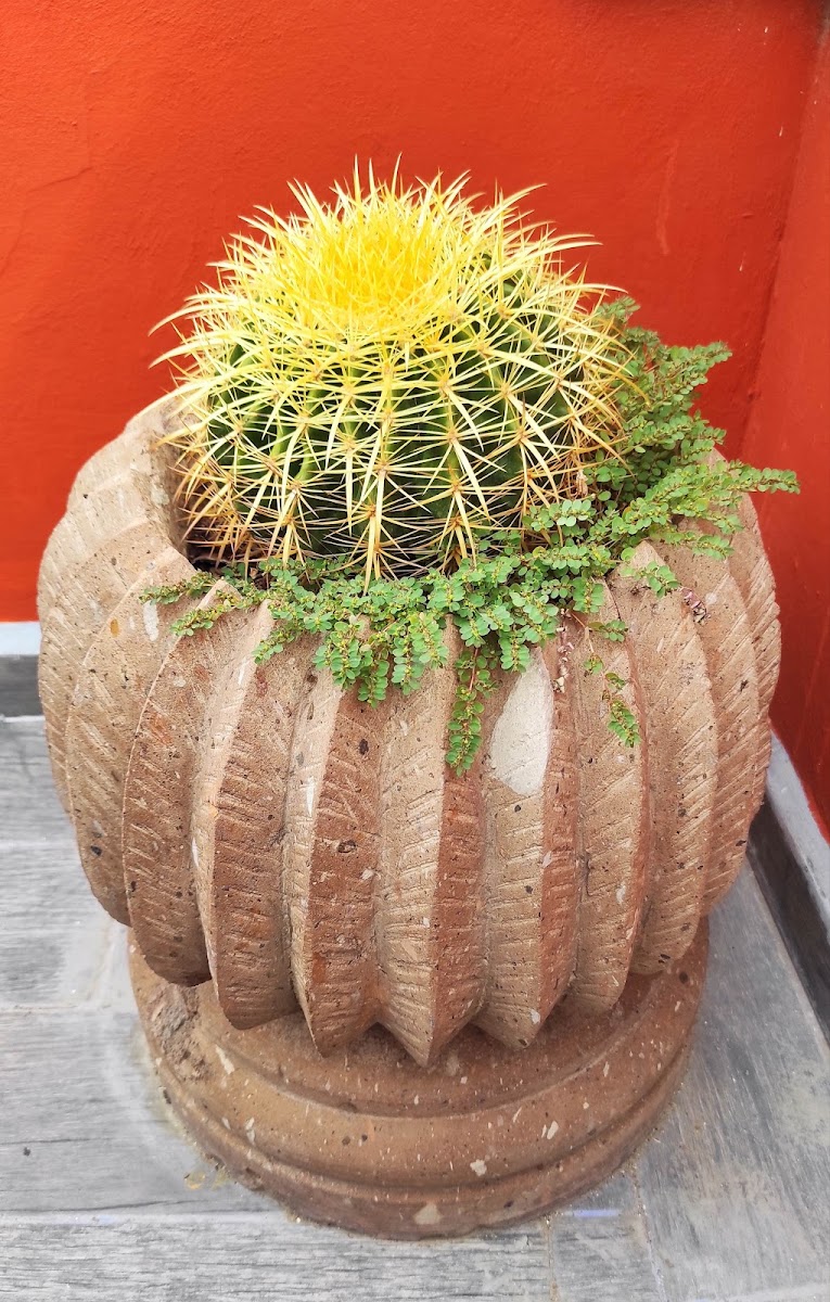 Nunõ 16 photo 2