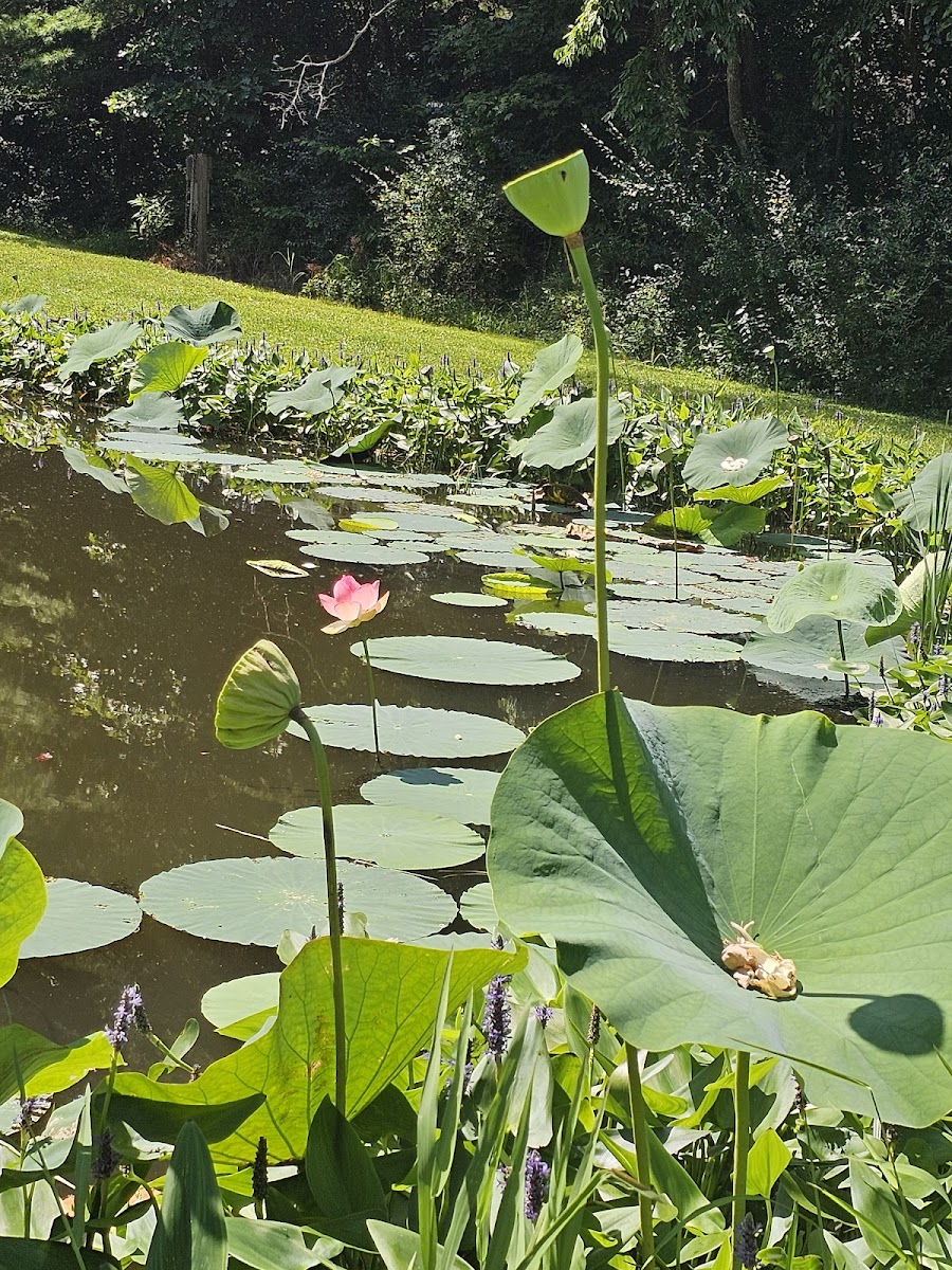 Lotus Lake Lodge photo 3