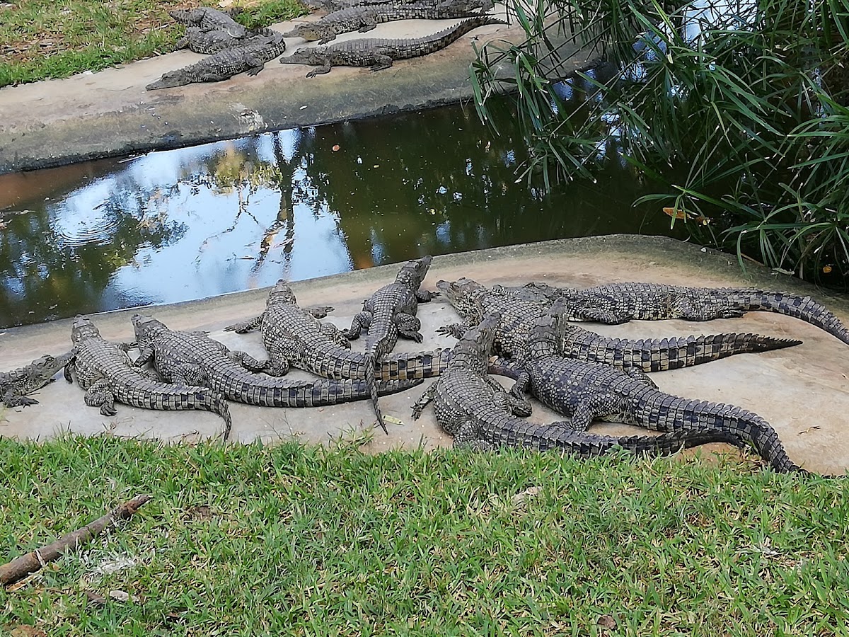 Kalimba Reptile Park