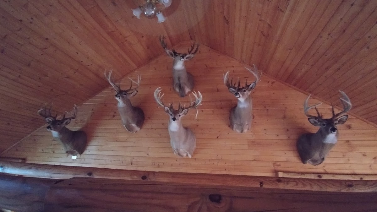 Whitetail River Lodge photo 3
