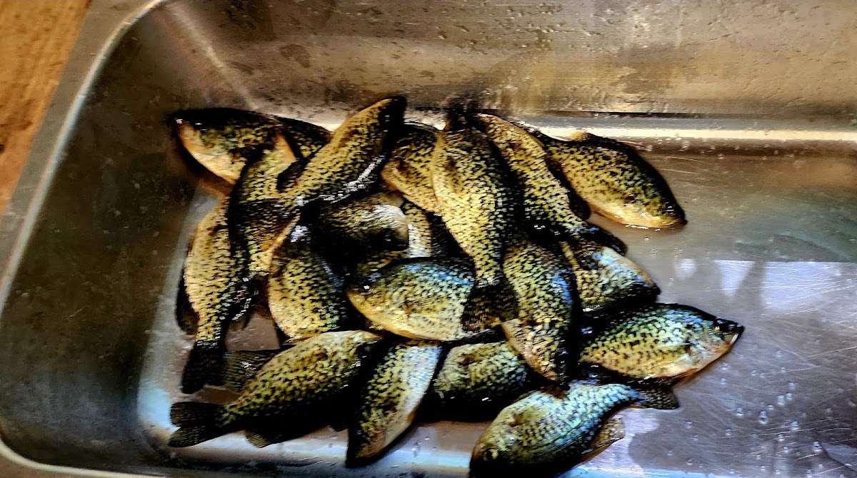 Northwoods Reel'em In Resort LLC photo 3