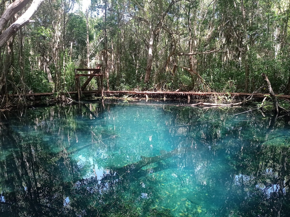 Cenote Elepetén / Ojo de Agua