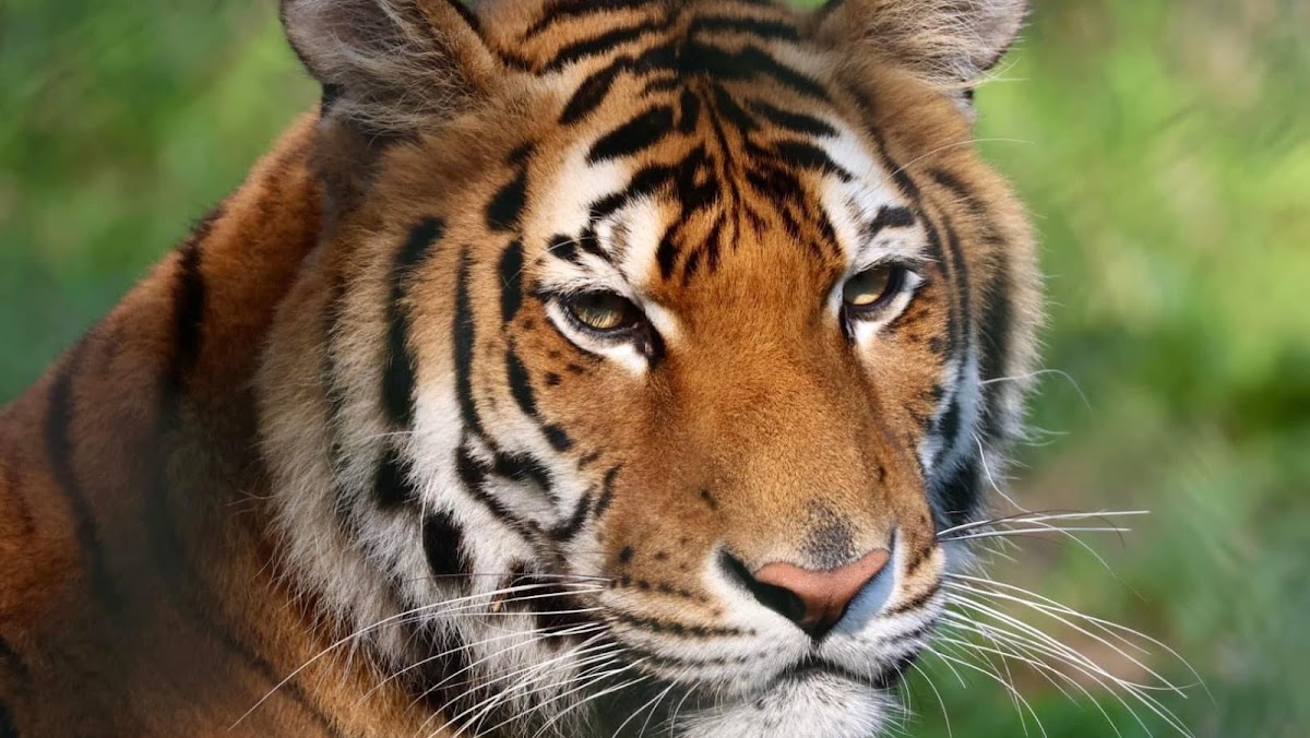 York's Wild Kingdom