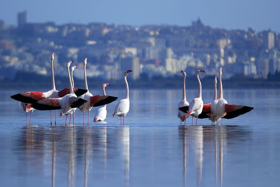 Parco Naturale Molentargius Saline