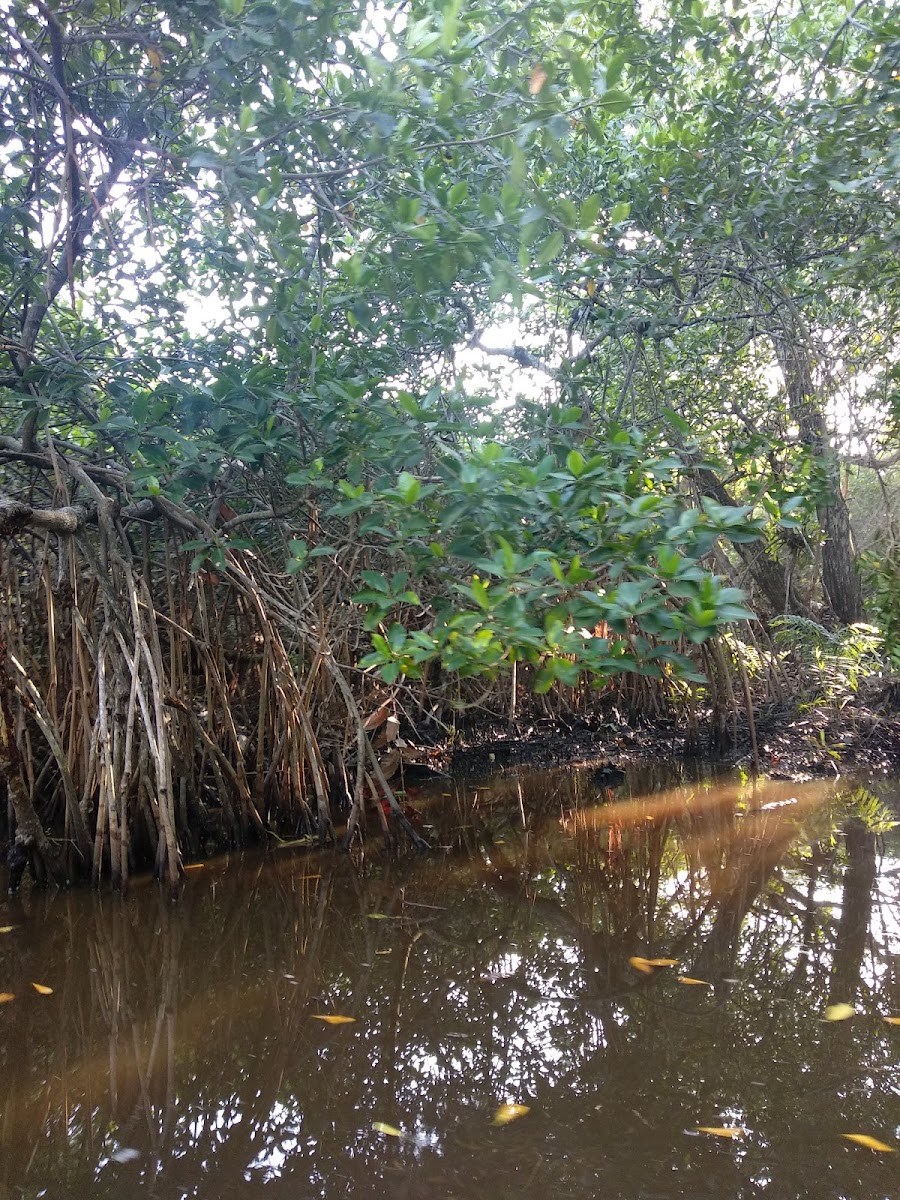 Mangrove Tecoluta