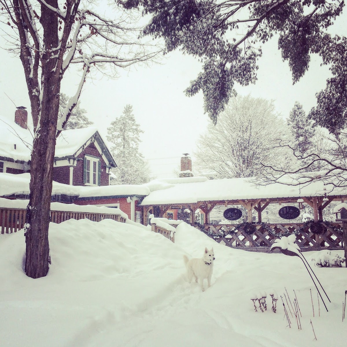 The INN photo 3