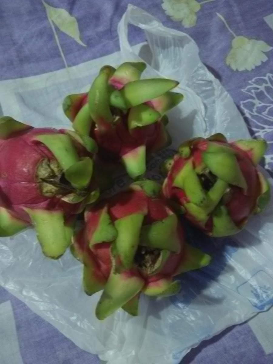 Posada Maria Isabel photo 3