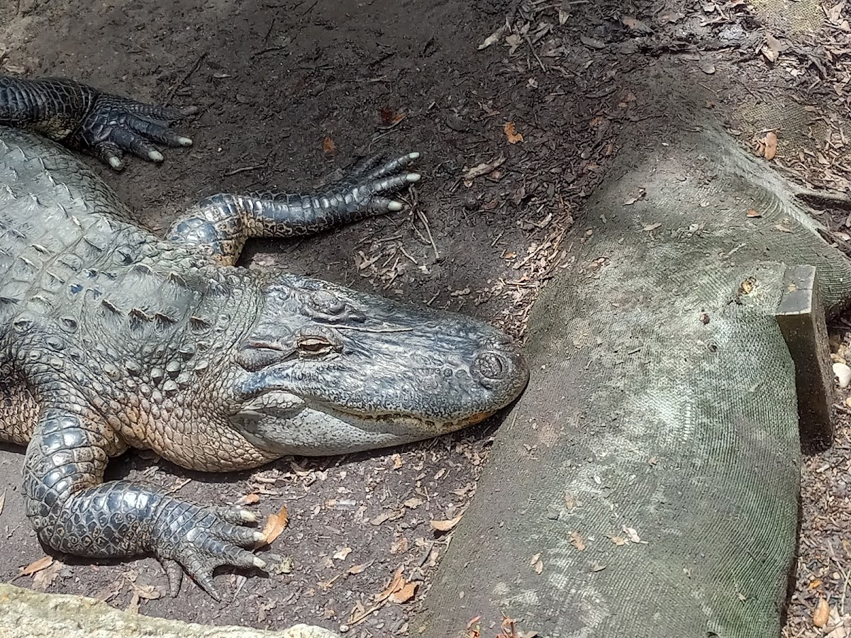 The Texas Zoo