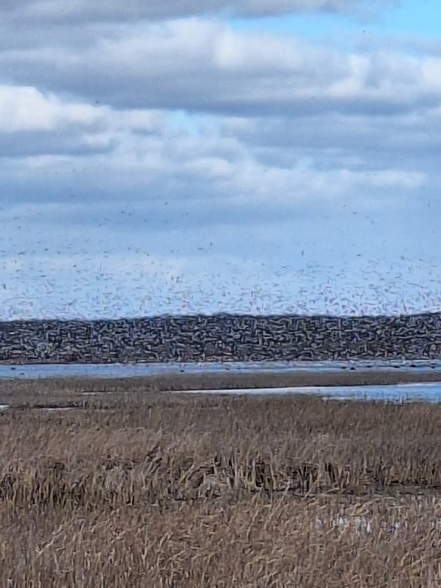 Goose Pond Fish & Wildlife Area