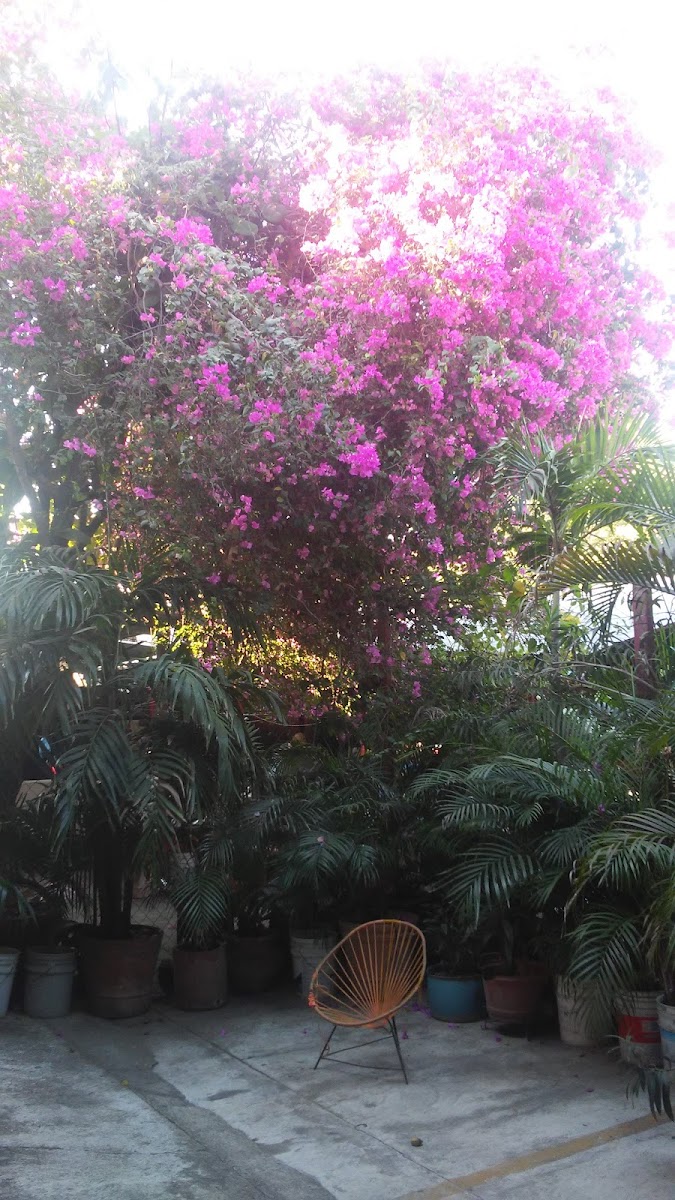 Hotel Don Juan photo 3