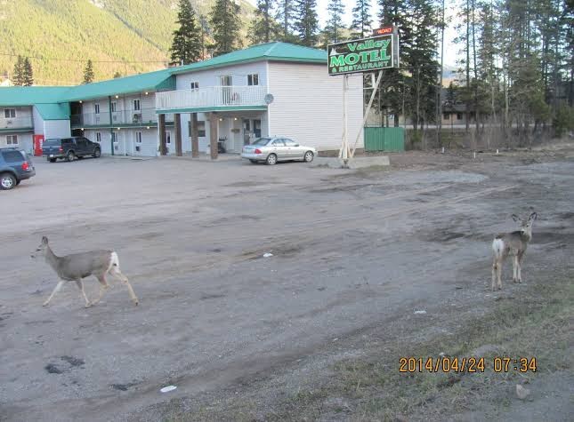 Valley Motel photo 3