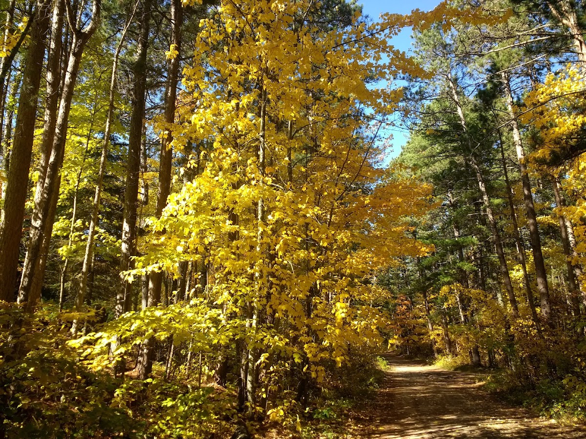 Dixon Lake Resort photo 3