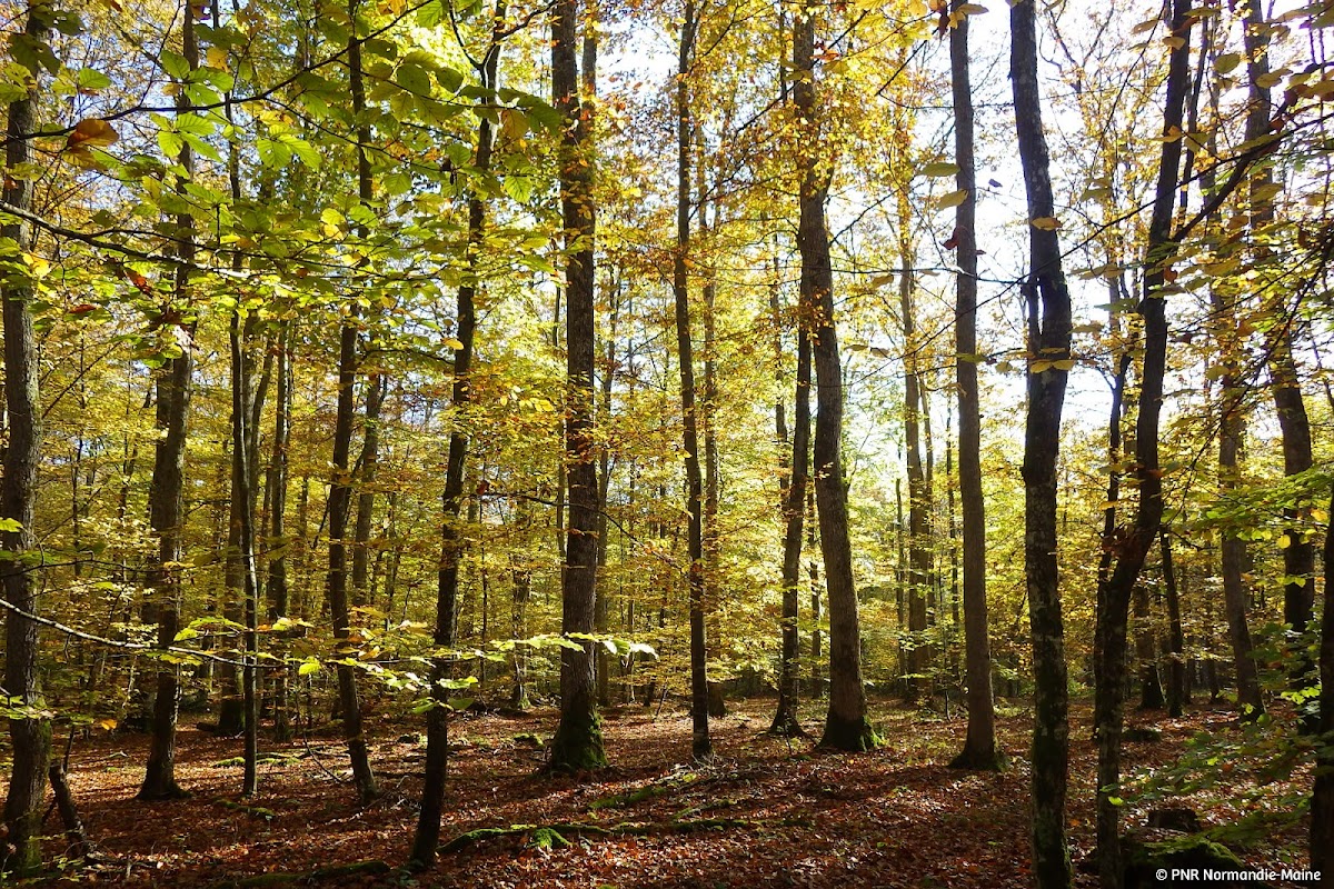 Parc Normandie-Maine