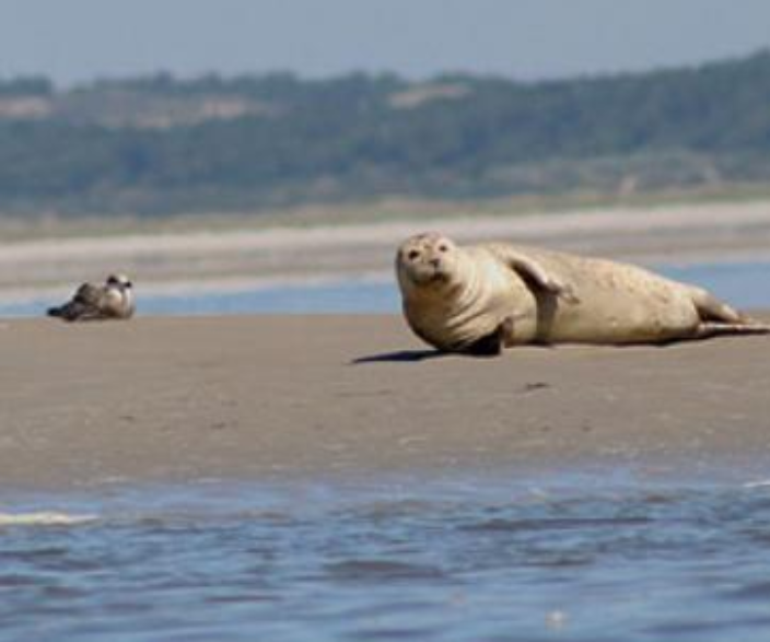 Baie de Somme