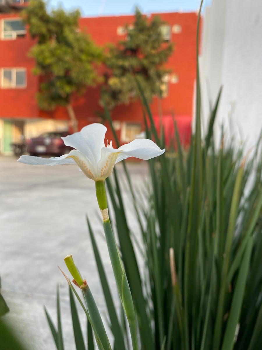 Hotel San Ramon photo 3