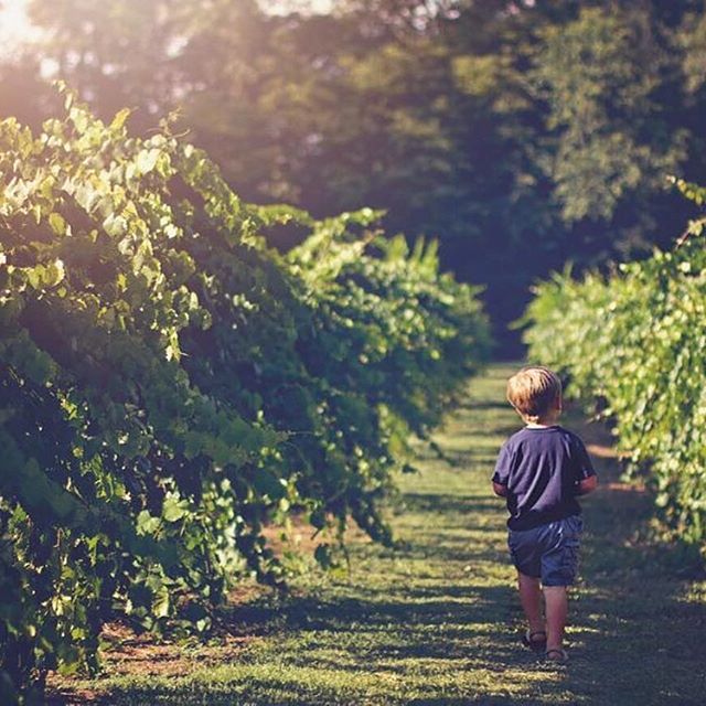 Morgan Creek Vineyards