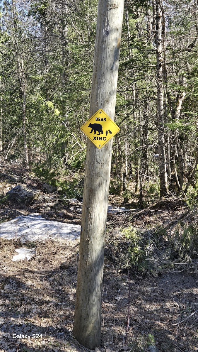 Trout Lake Resort photo 3