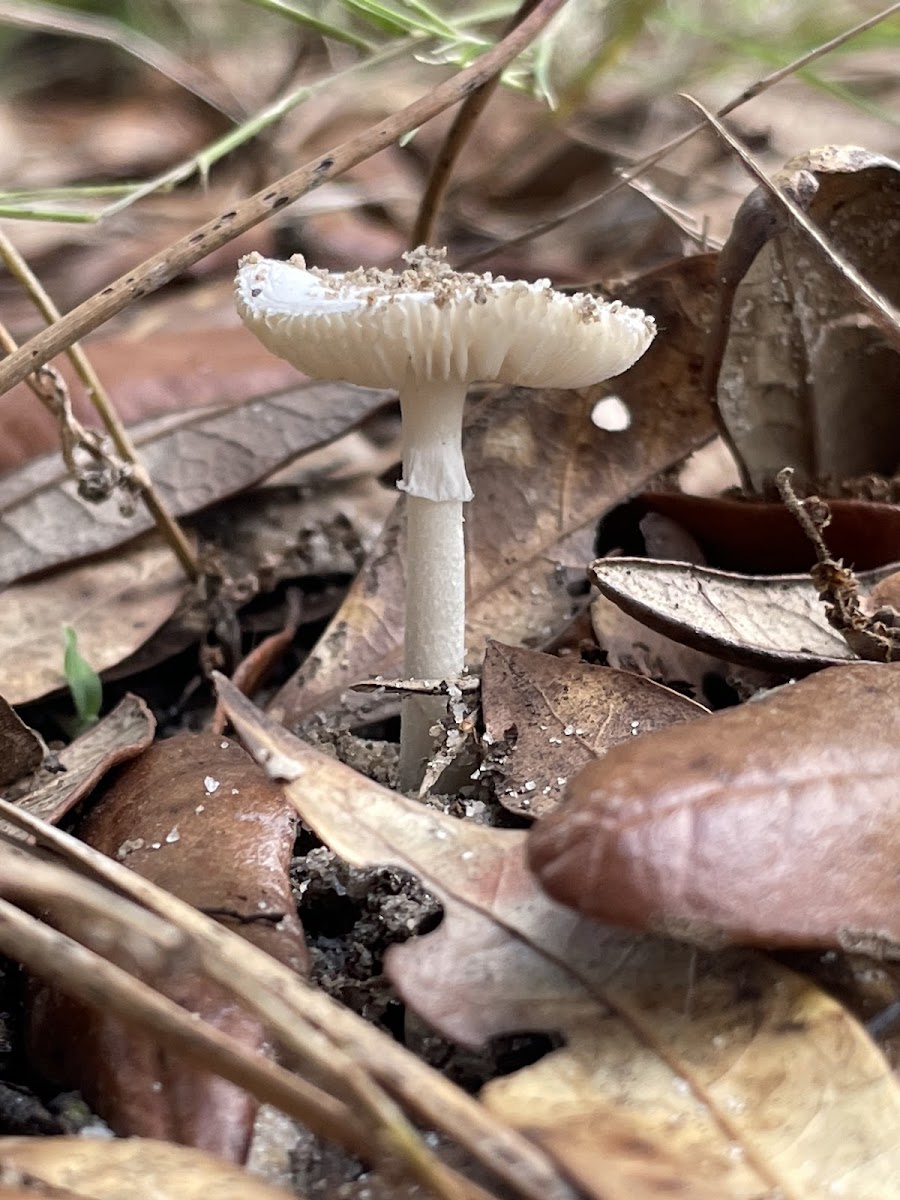 Alapaha River Wildlife Management Area
