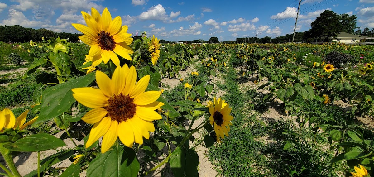 Vollmer Farm - Farm Market & Cafe'