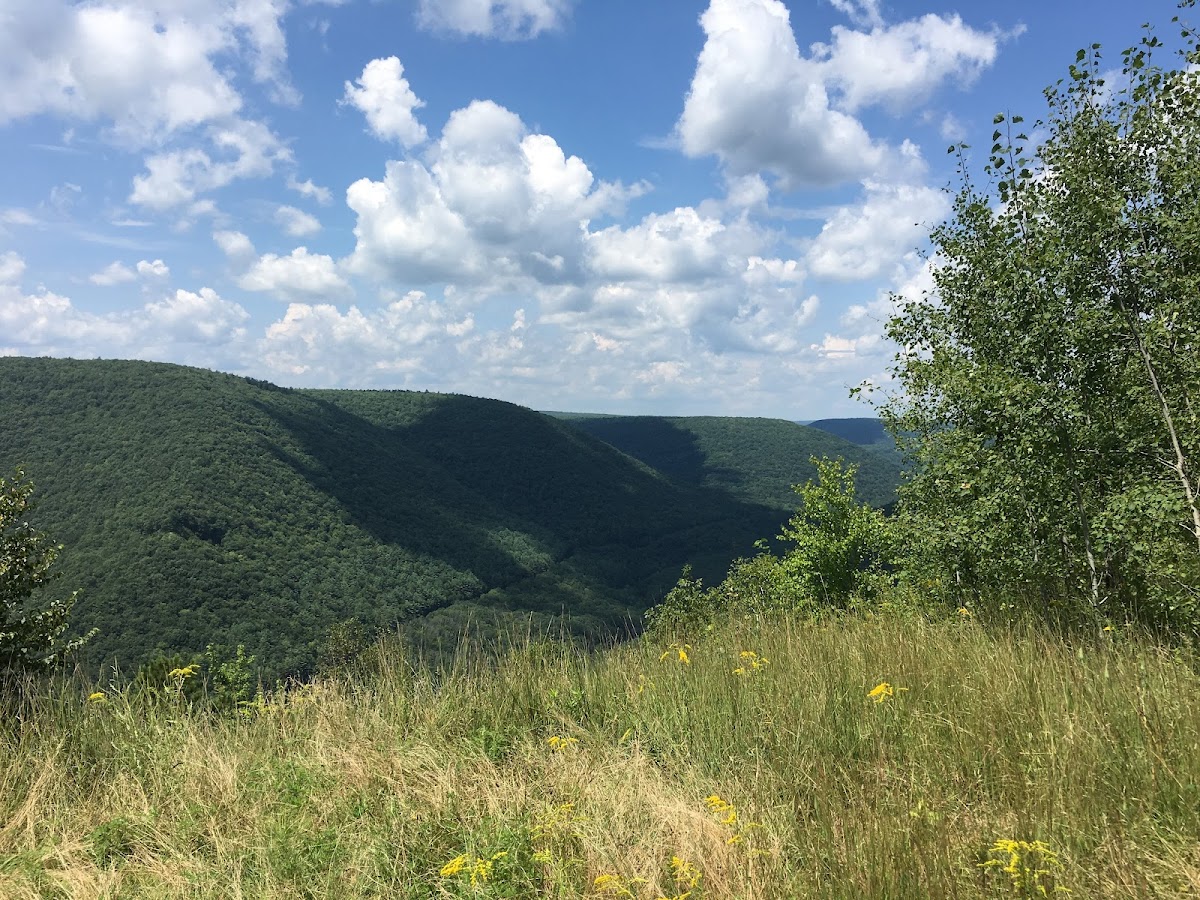 Tiadaghton State Forest