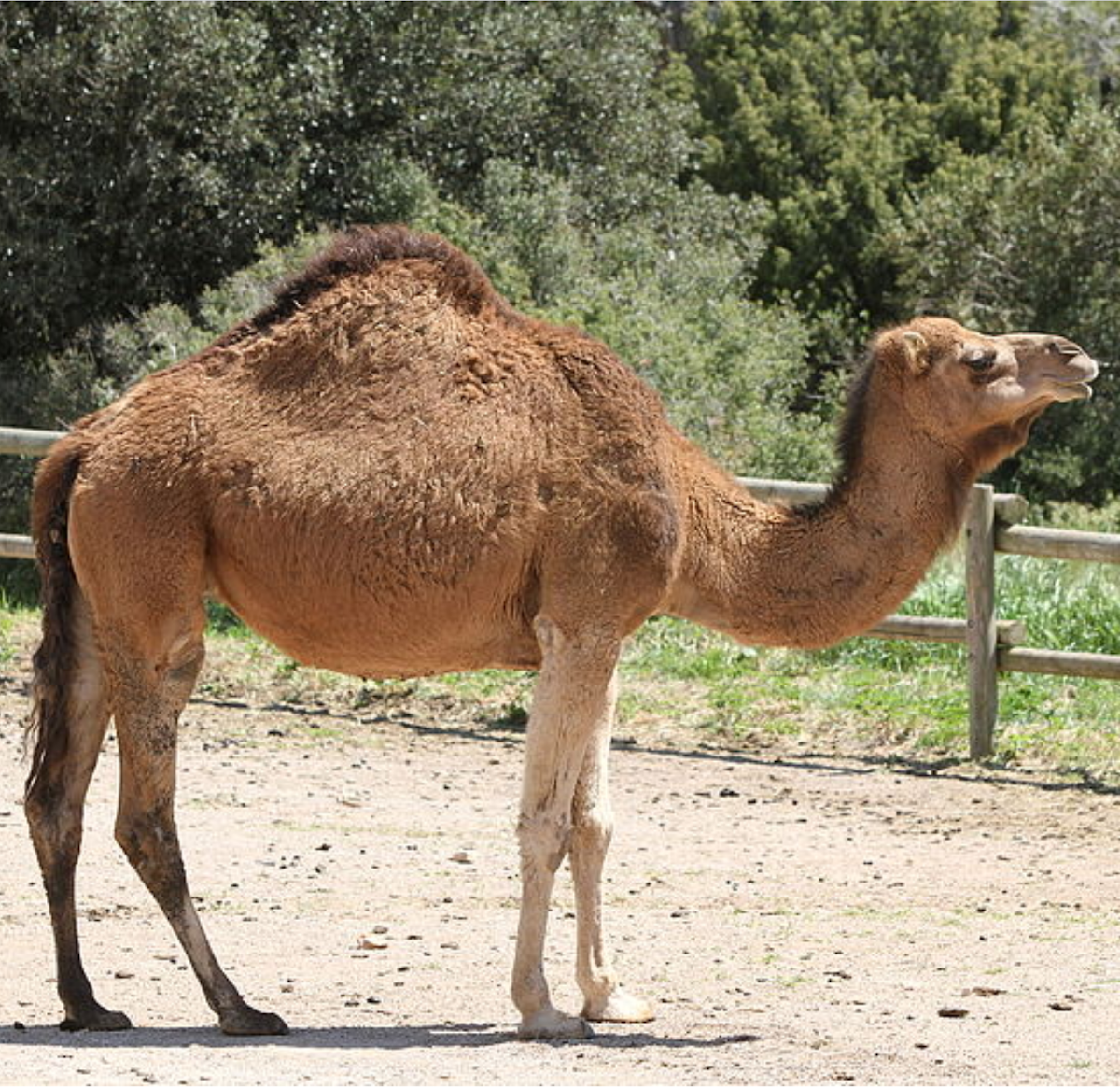 Zoo Barben
