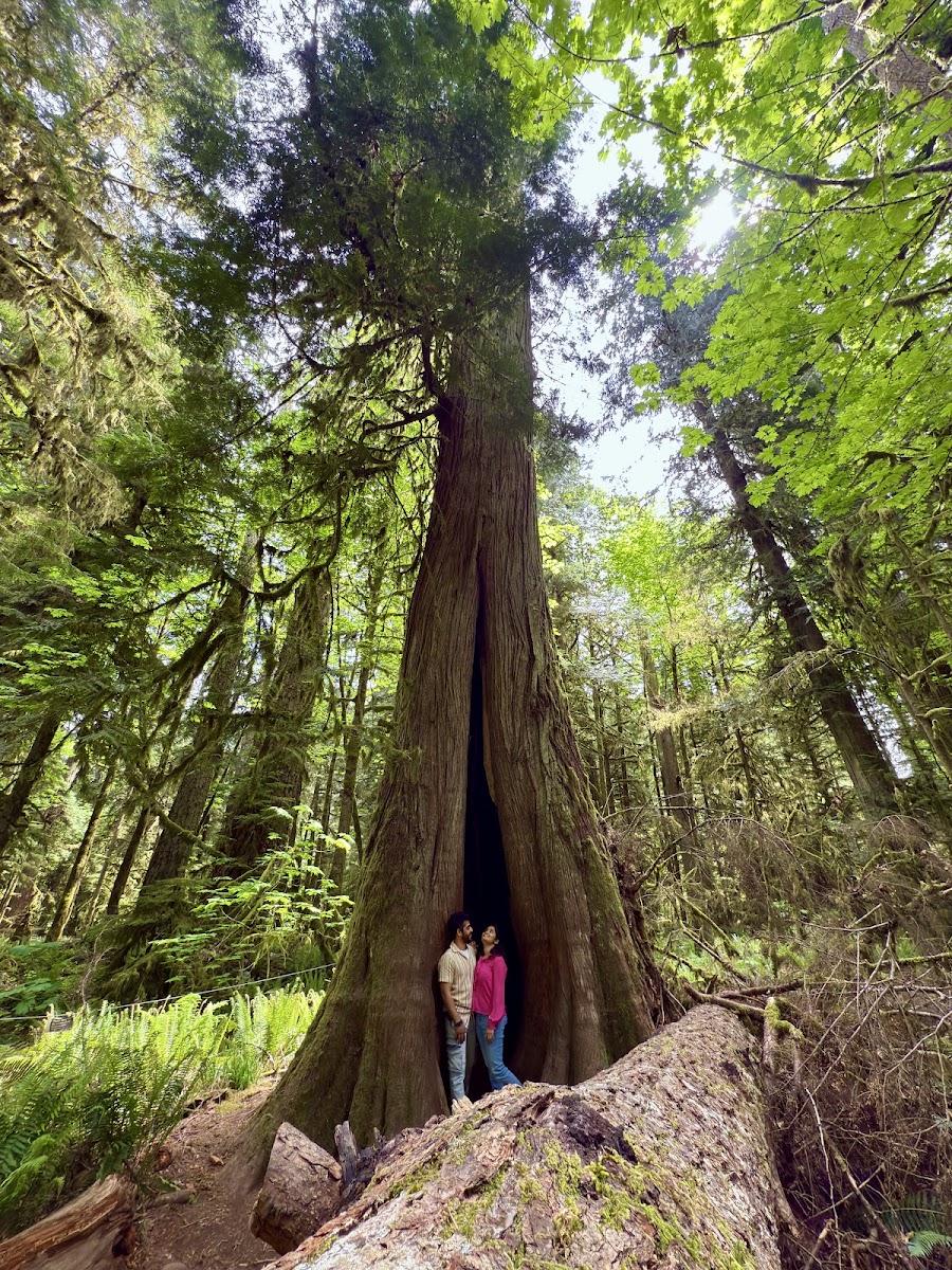Cathedral Grove