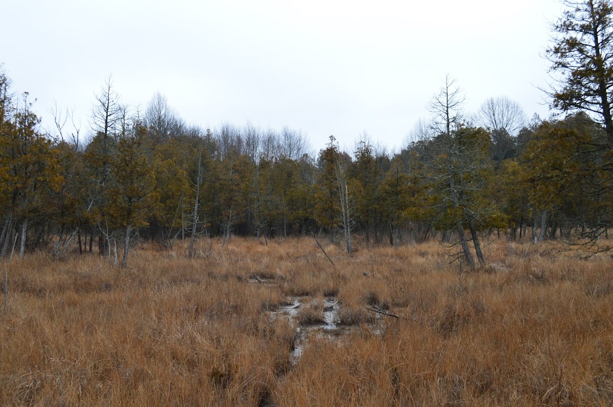 Cedar Bog Nature Preserve
