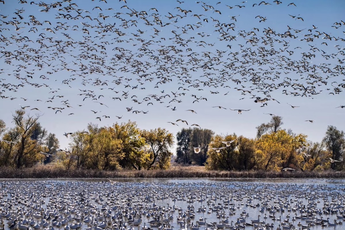 Sacramento National Wildlife Refuge