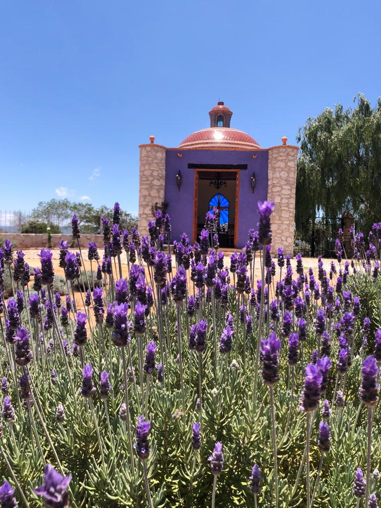 Lavander Farms of Pozos