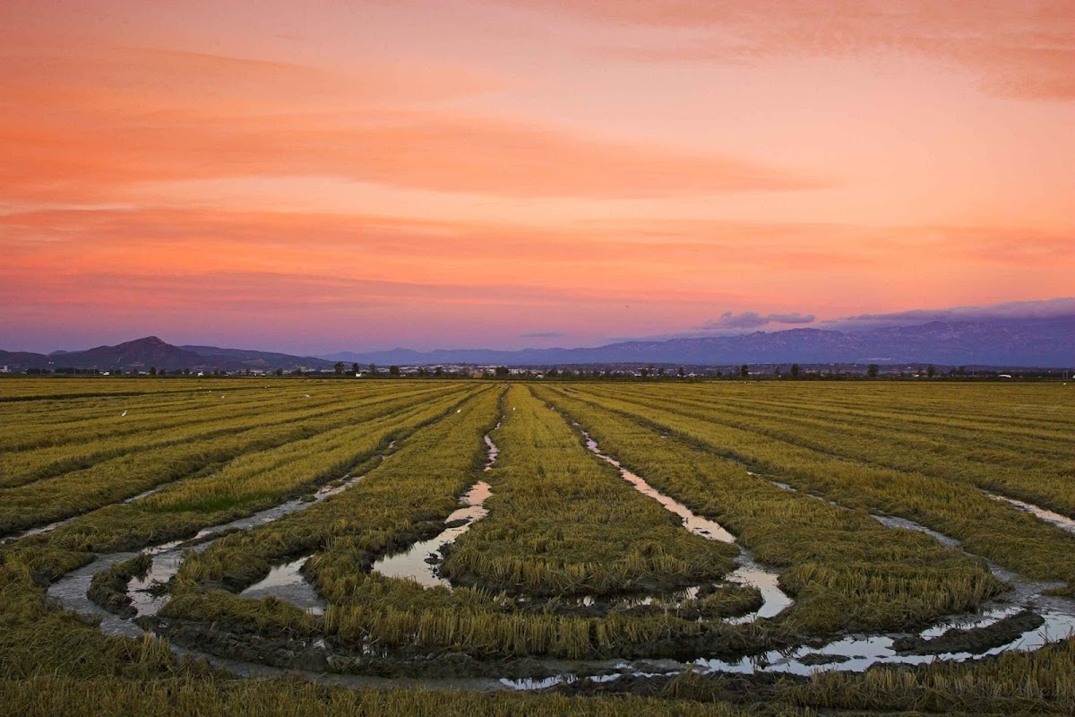 Ebro Delta Natural Park