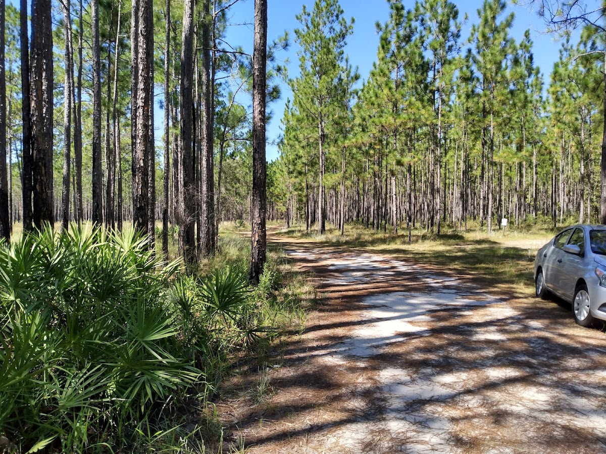 Ralph E. Simmons Memorial State Forest