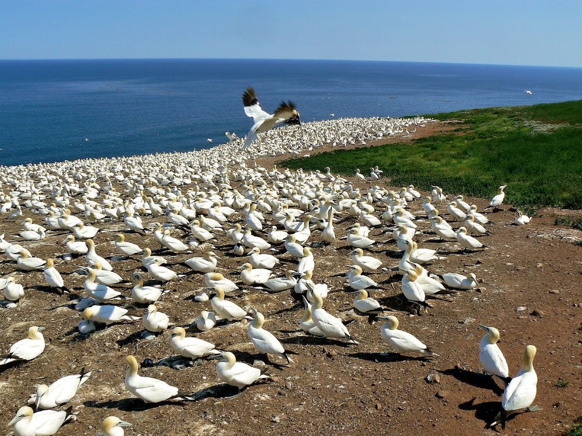 Île Bonaventure